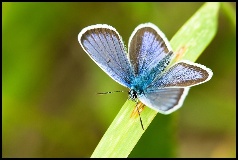 The Silver-studded Blue (Plebejus argus)