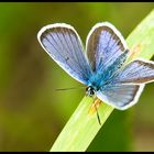 The Silver-studded Blue (Plebejus argus)