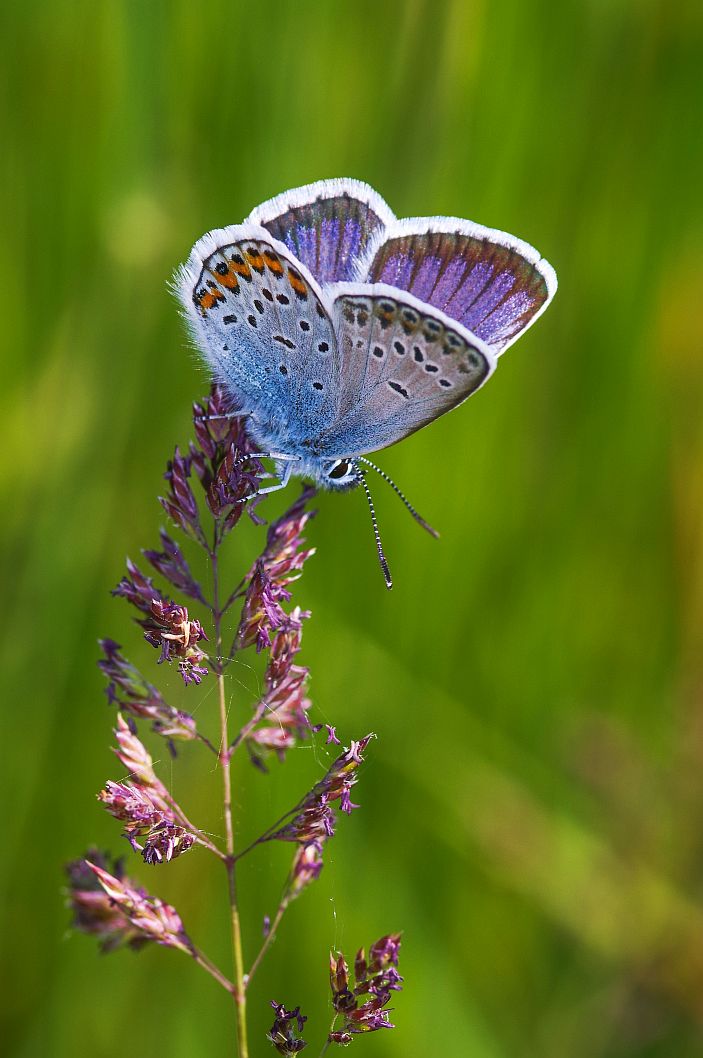 The silver-studded blue (Plebejus argus)