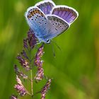 The silver-studded blue (Plebejus argus)