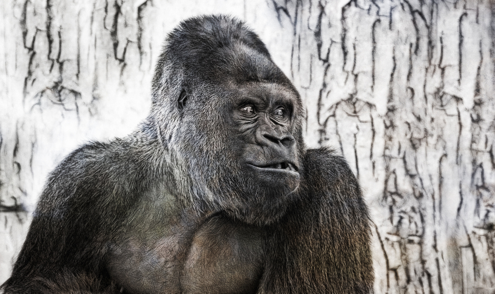 "The Silverback" by Johnny Brambach