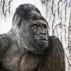 "The Silverback" by Johnny Brambach