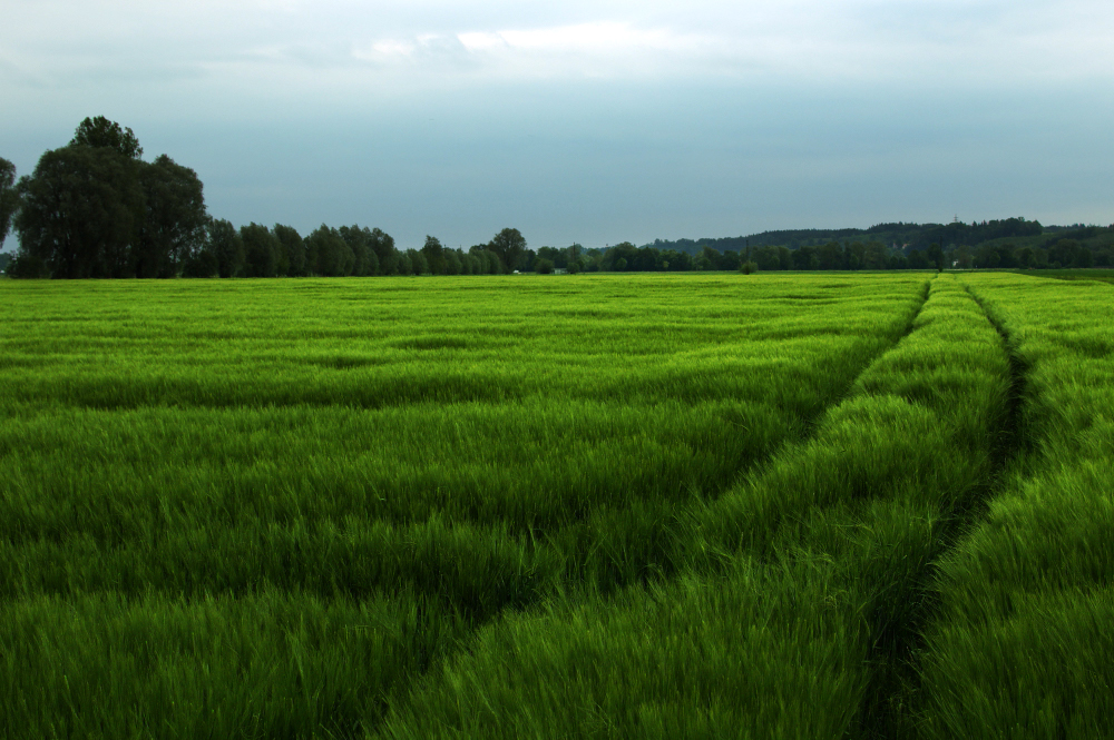 the simplicity of a green field