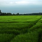 the simplicity of a green field