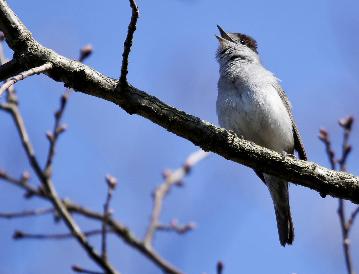 the singer