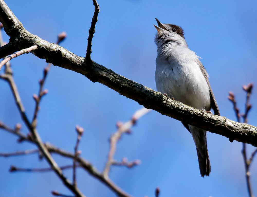 the singer