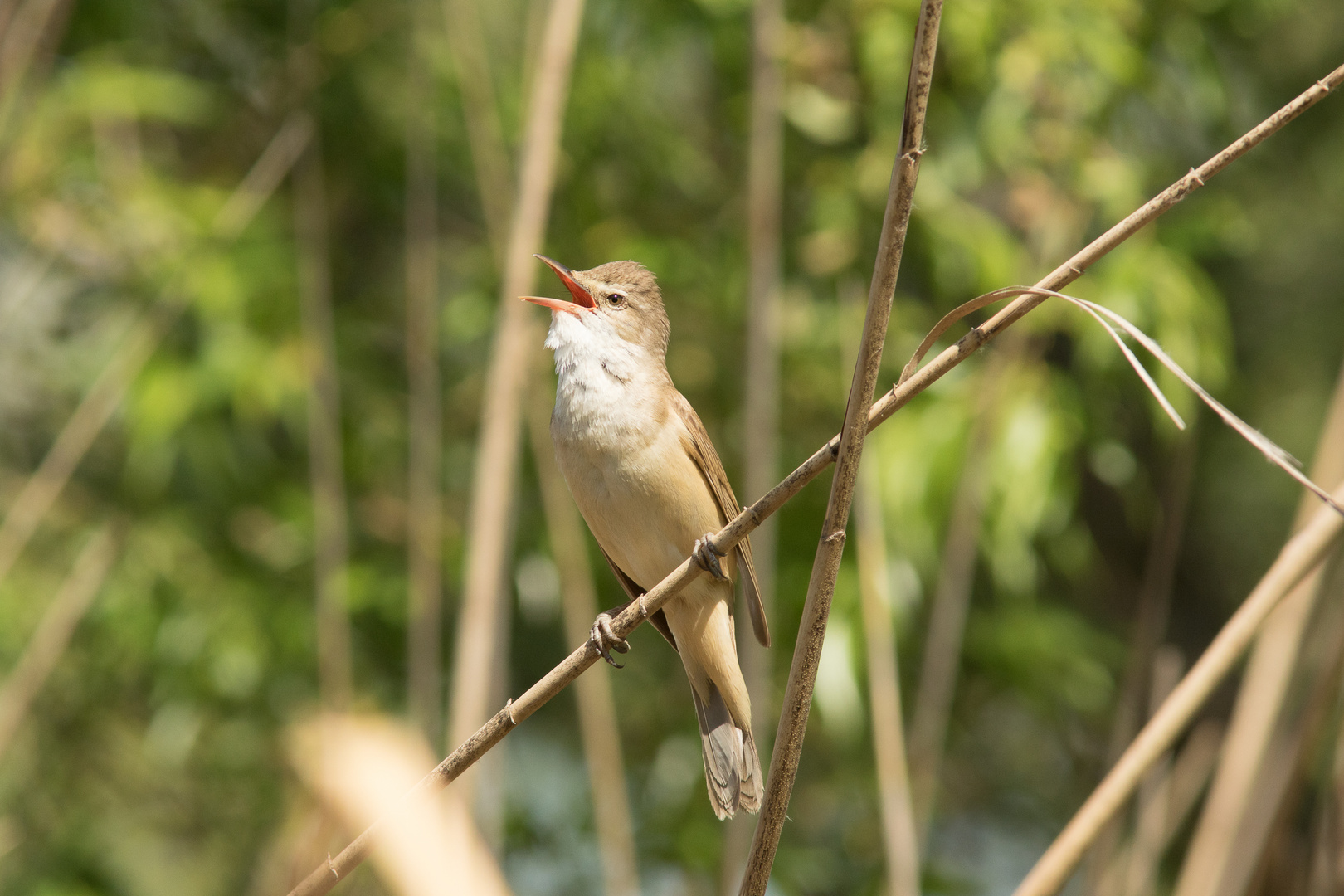 The singer