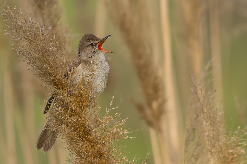 The Singer