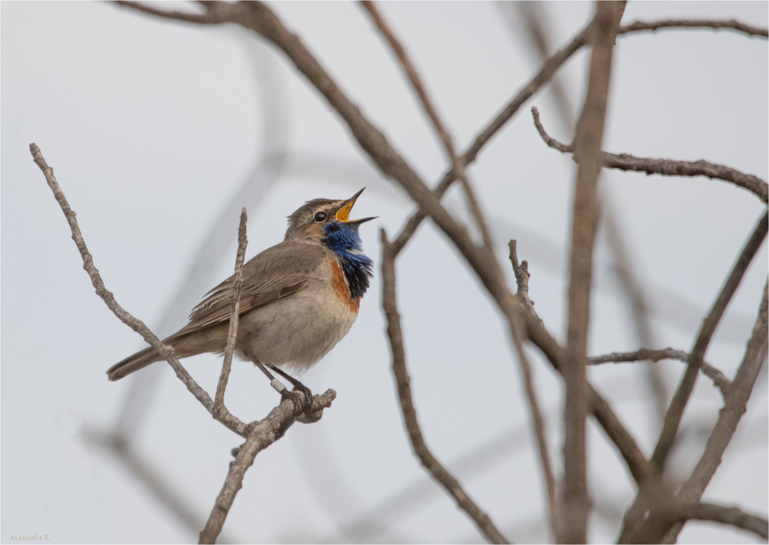 The singing Bluethroat