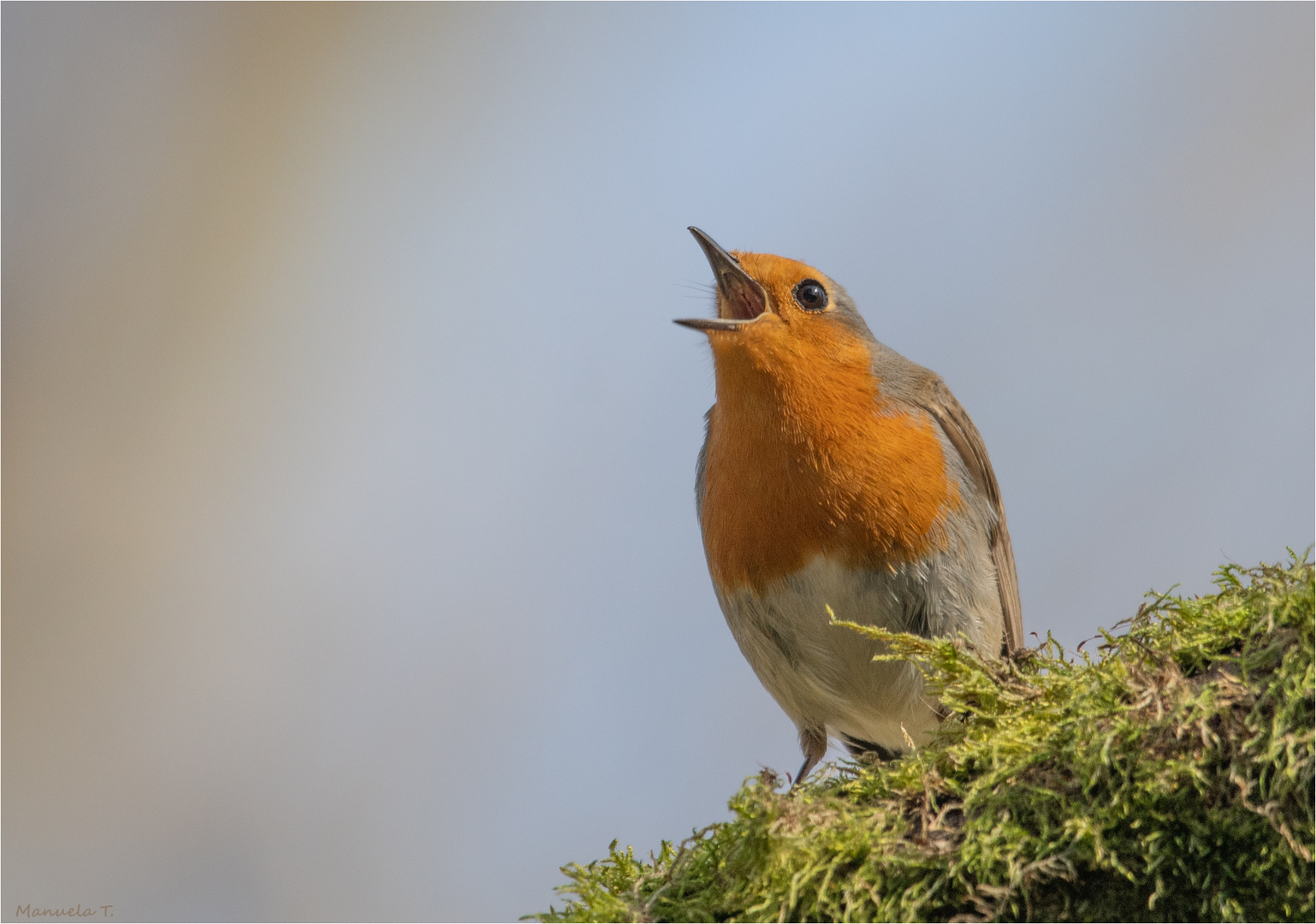 The singing Robin 2