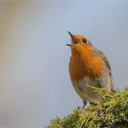 The singing Robin 2