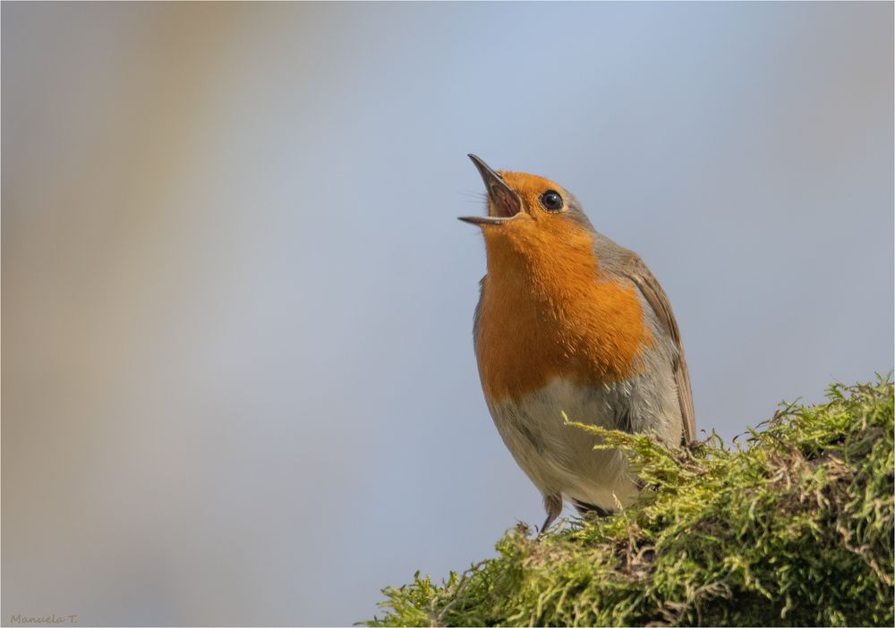 The singing Robin 2