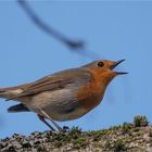 The singing Robin