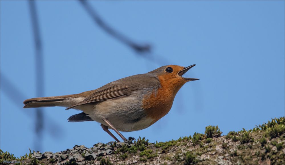 The singing Robin