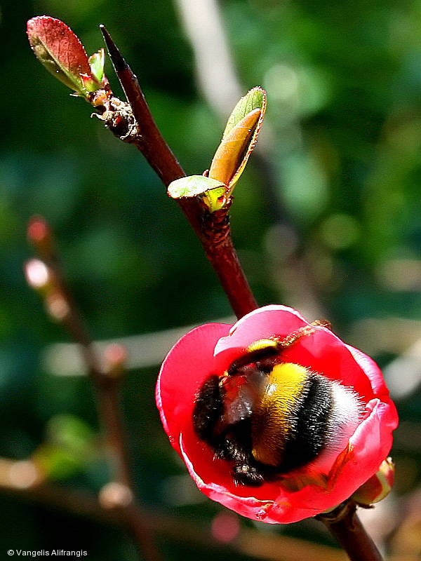 The sintonia flower & the bee