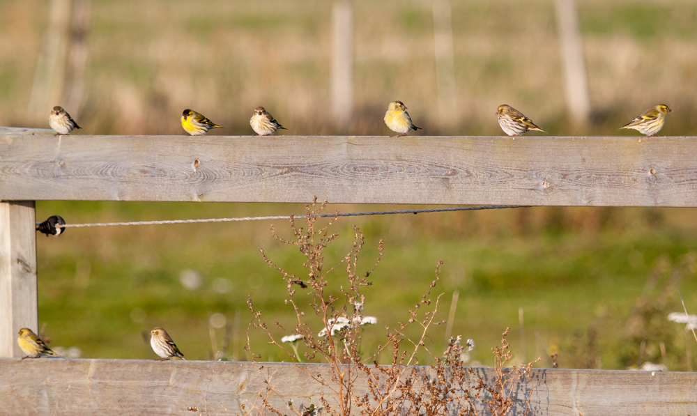 The Siskin Day (1.)