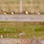 The Siskin Day (1.)