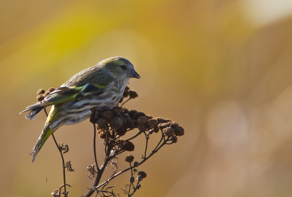 The Siskin Day (2.)