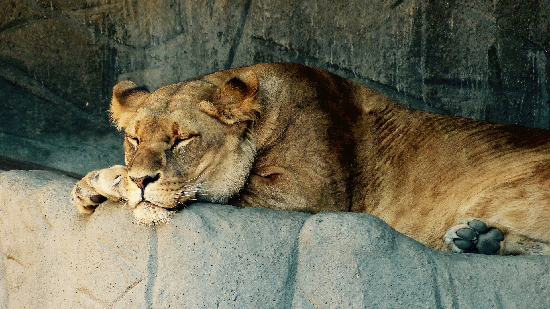 The sleeping lion