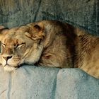 The sleeping lion