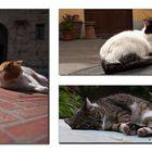 The Sleepyheads of Tuscany