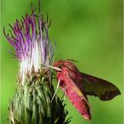 the Small Elephant Hawk - moth