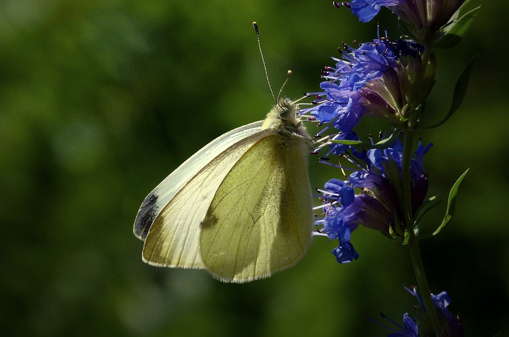 The Small White