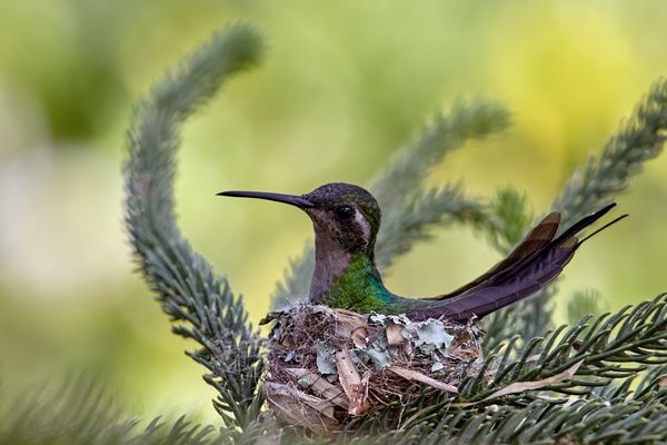 The smallest living bird - Bienenelfe - Bee hummingbird