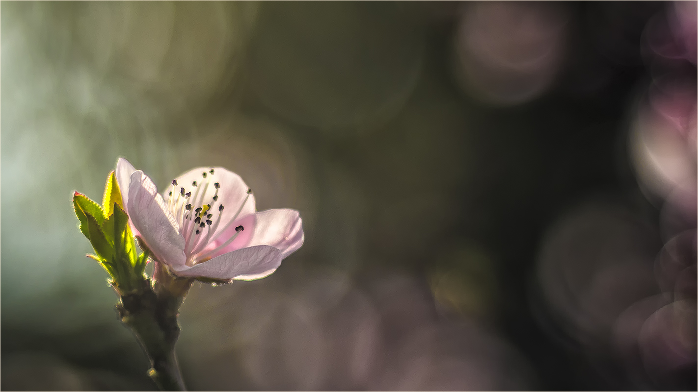 the smell of peach blossom and bitter almond