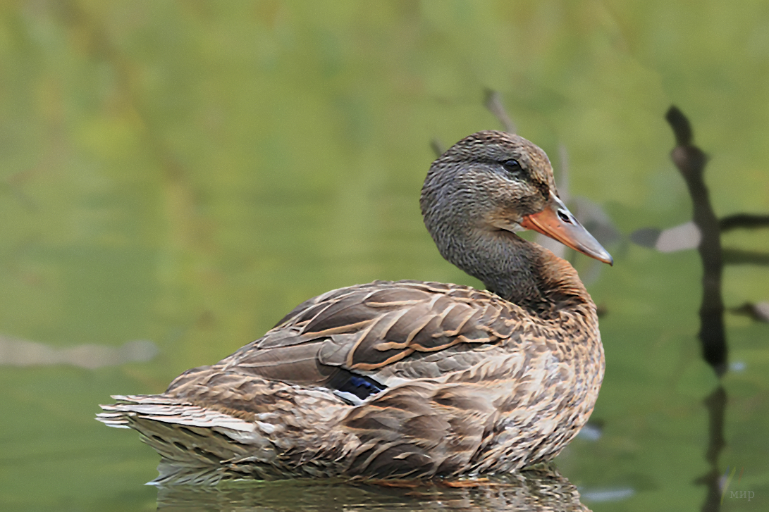 the smiling mallard 