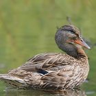 the smiling mallard 