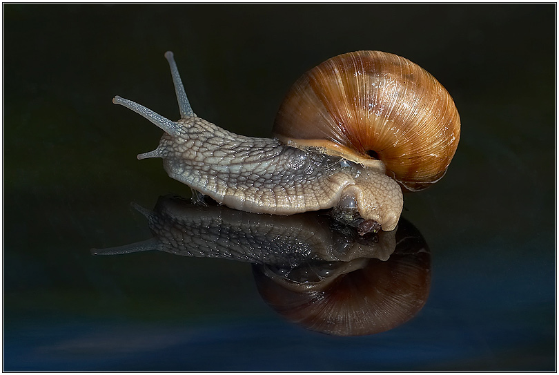 the snail....