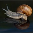 the snail....