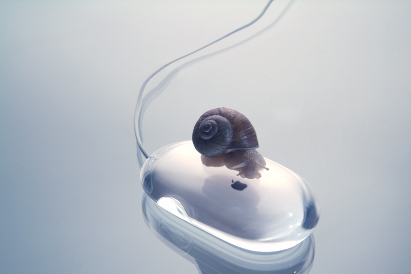 the snail