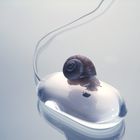 the snail