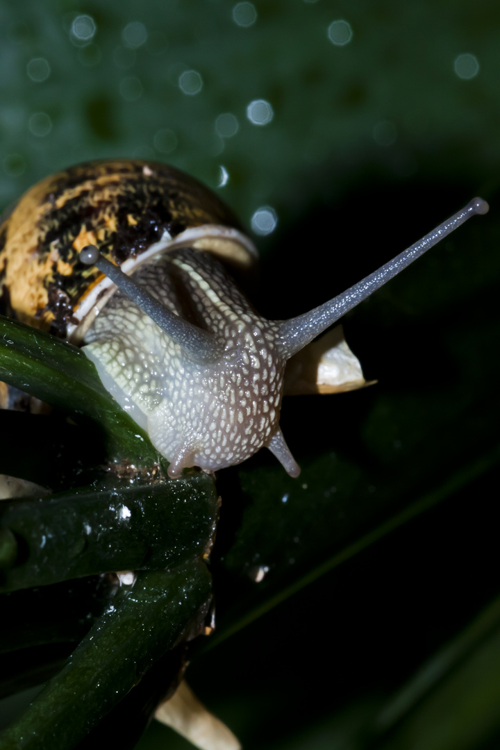 the snail