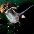 the snail