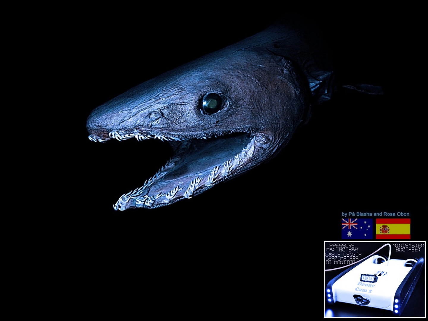 the snake shark, a living fossil.