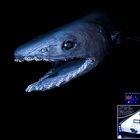 the snake shark, a living fossil.