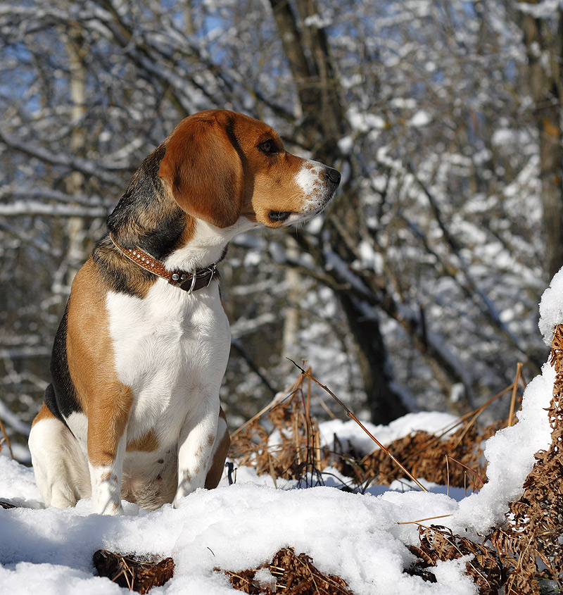 The snow mountain queen