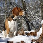 The snow mountain queen