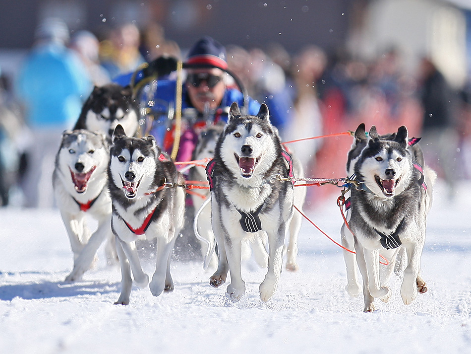 The Snow Team