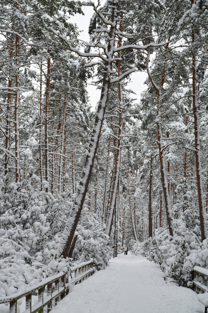 The snowy rhododendron park