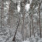 The snowy rhododendron park