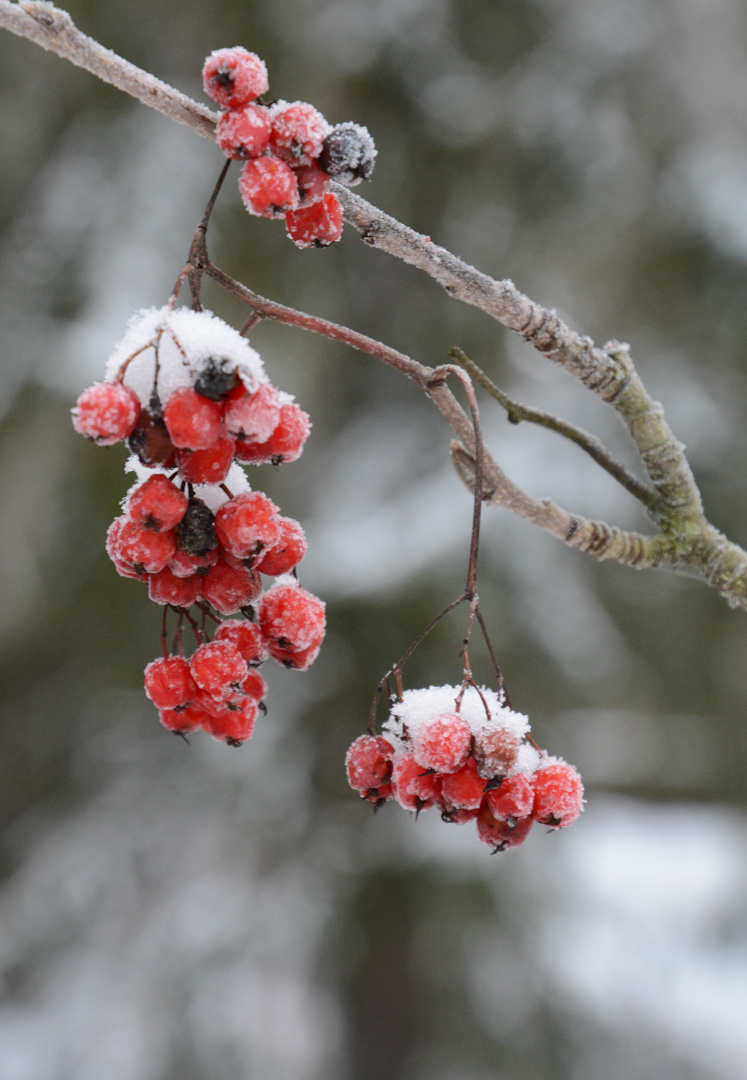 The snowy rowan berry