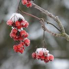 The snowy rowan berry