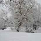 The snowy tree on park