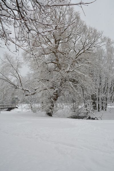 The snowy tree on park