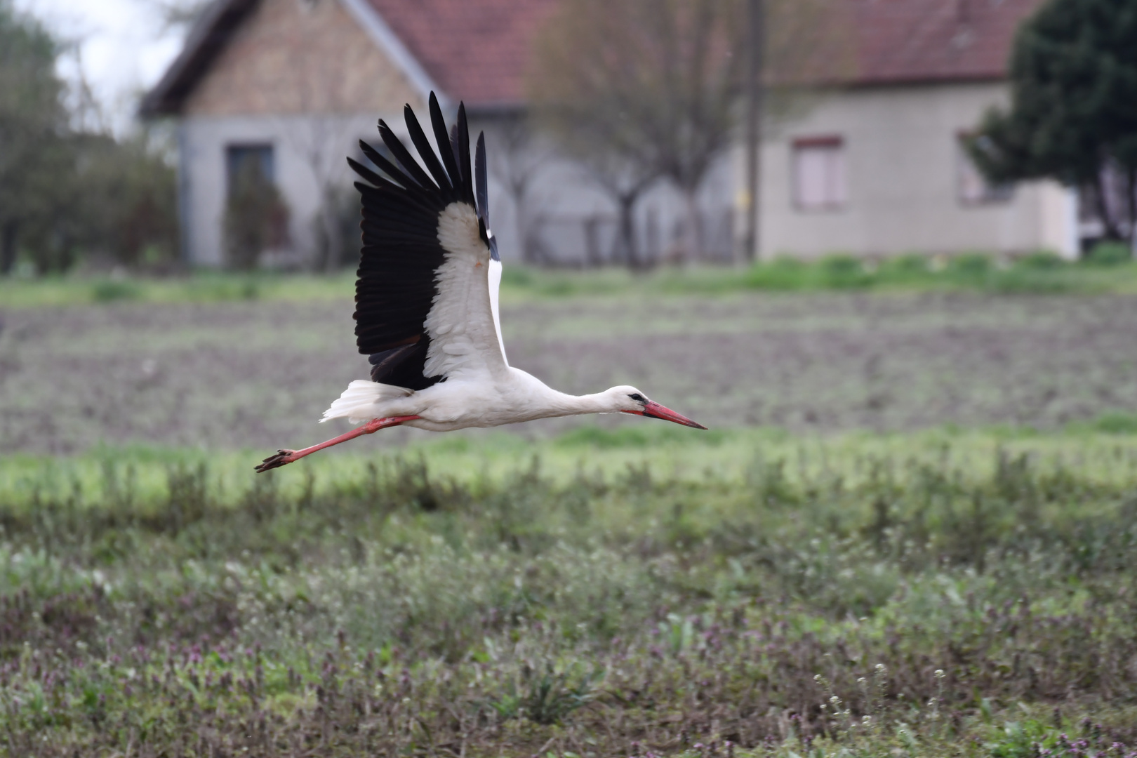 The soaring