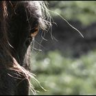 The Soul of a Horse